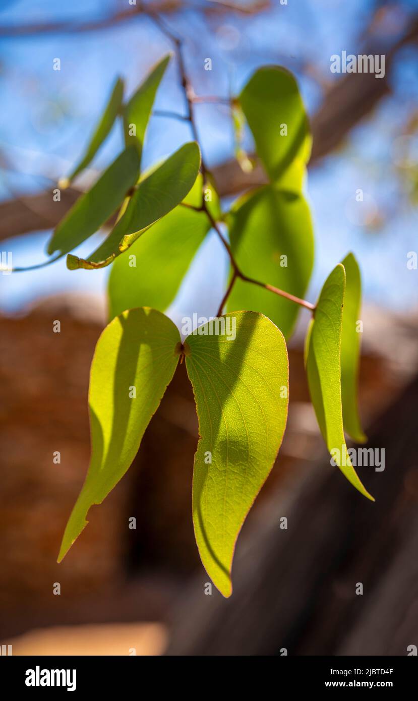 Namibia, Kunene region, Damaraland, Palmwag, Grootberg, Hoada Camp, Mopane Leaves or Mopani (Colophospermum mopane) Stock Photo