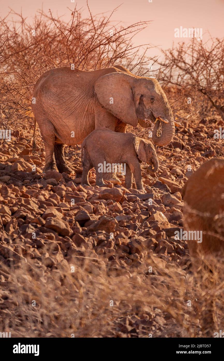 Namibia, Damaraland, Bergsig, Desert Elephant Family (Loxodonta africana) Stock Photo