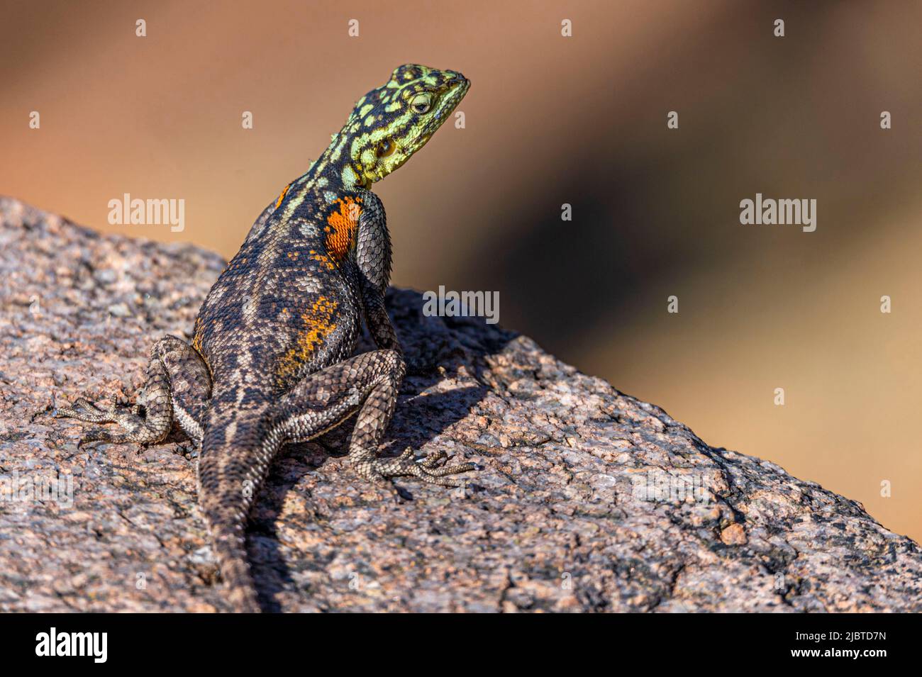 Namibia, Kunene region, Damaraland, Palmwag, Grootberg, Hoada camp, lizard, Rock Agama (Agama agama) female Stock Photo
