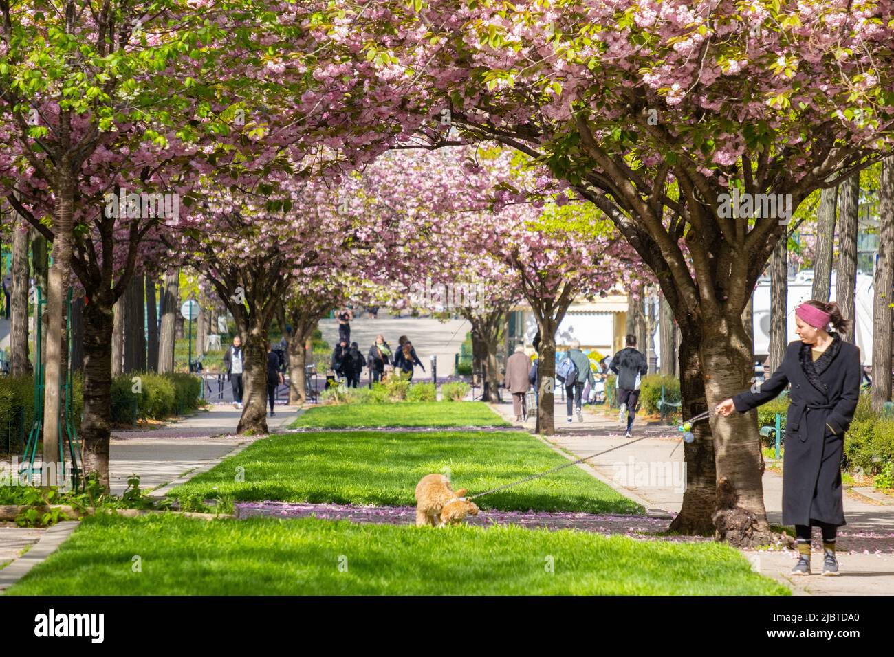 France, Paris, Vivaldi alley, 12th, cherry blossoms Stock Photo