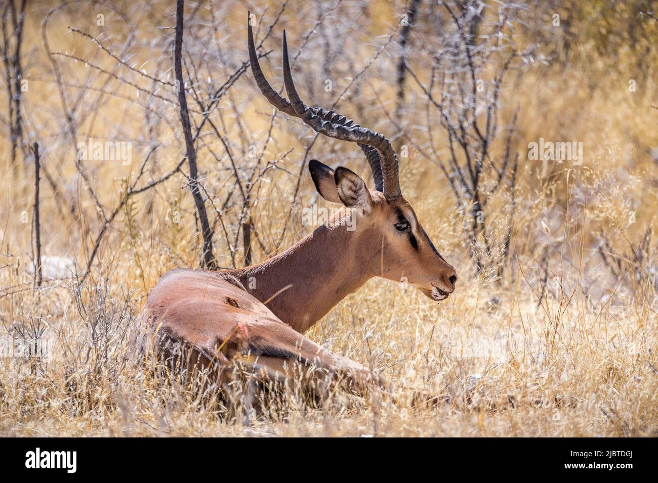 Namibia, Kunene region, Etosha National Park, Black-faced Impala ...