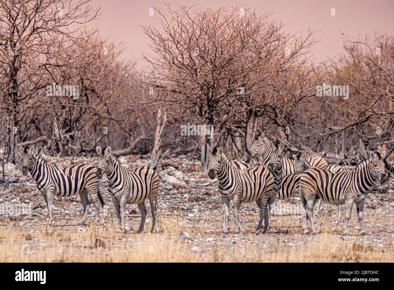 Namibia, Kunene region, Etosha National Park, Rietfontein Waterhole, herd of Burchell's Zebras (Equus quagga burchellii) Stock Photo