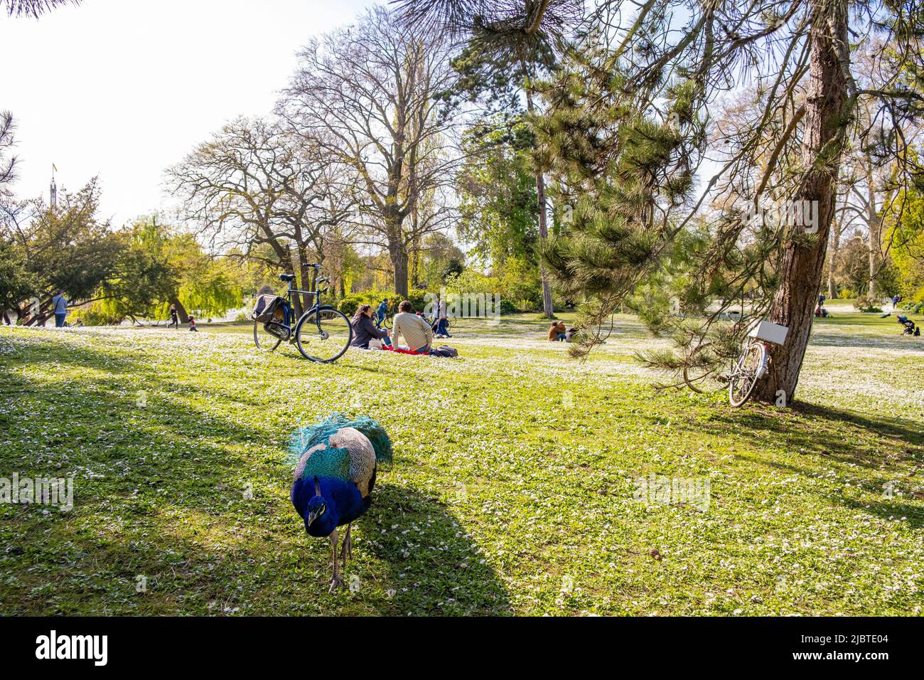 France, Paris, Bois de Vincennes, Reuilly island, a peacock Stock Photo