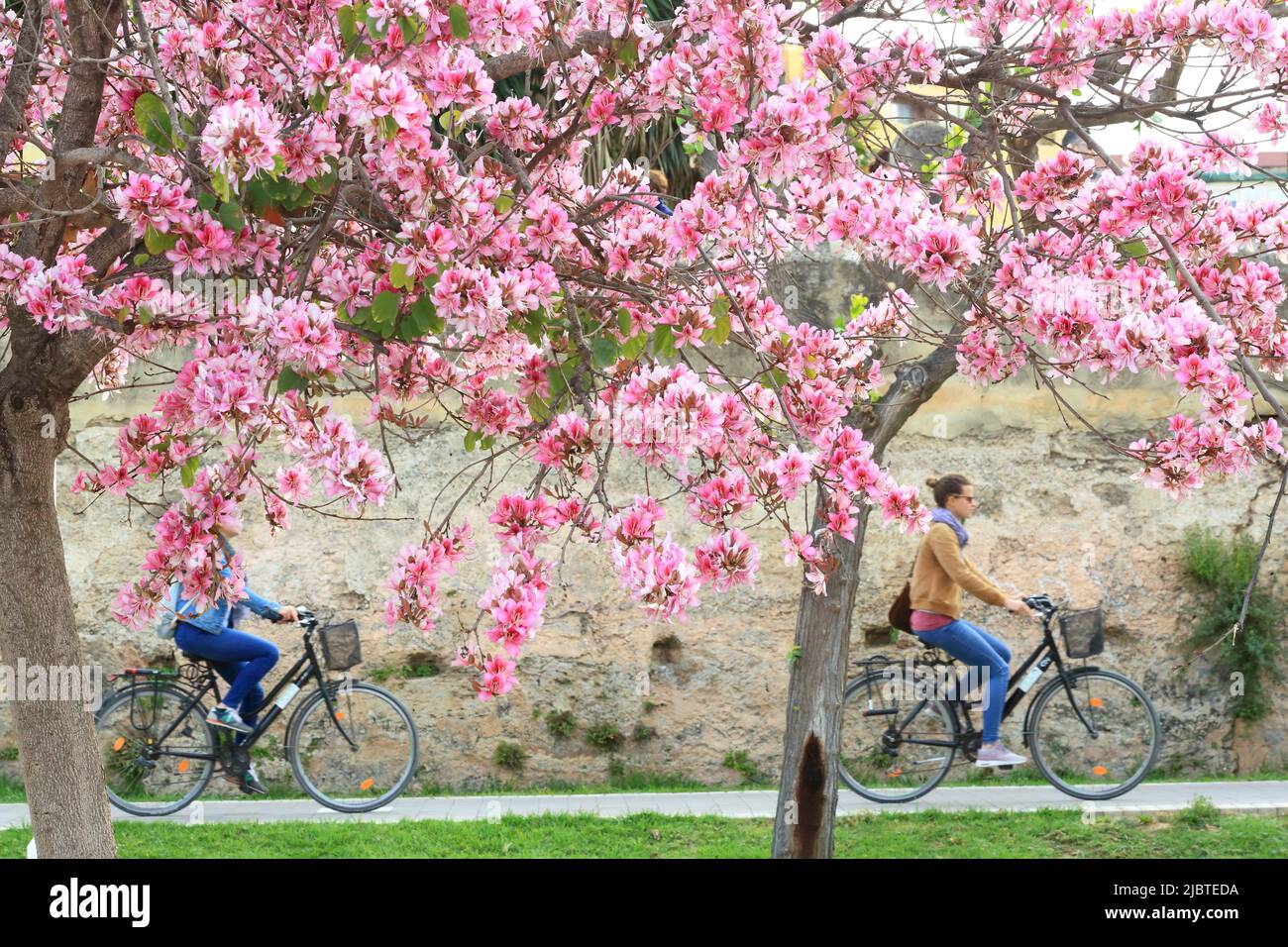 Spain, Valencia, Turia Gardens (Jardín del Turia), bike ride in the public park opened in 1986, trees in bloom in spring Stock Photo