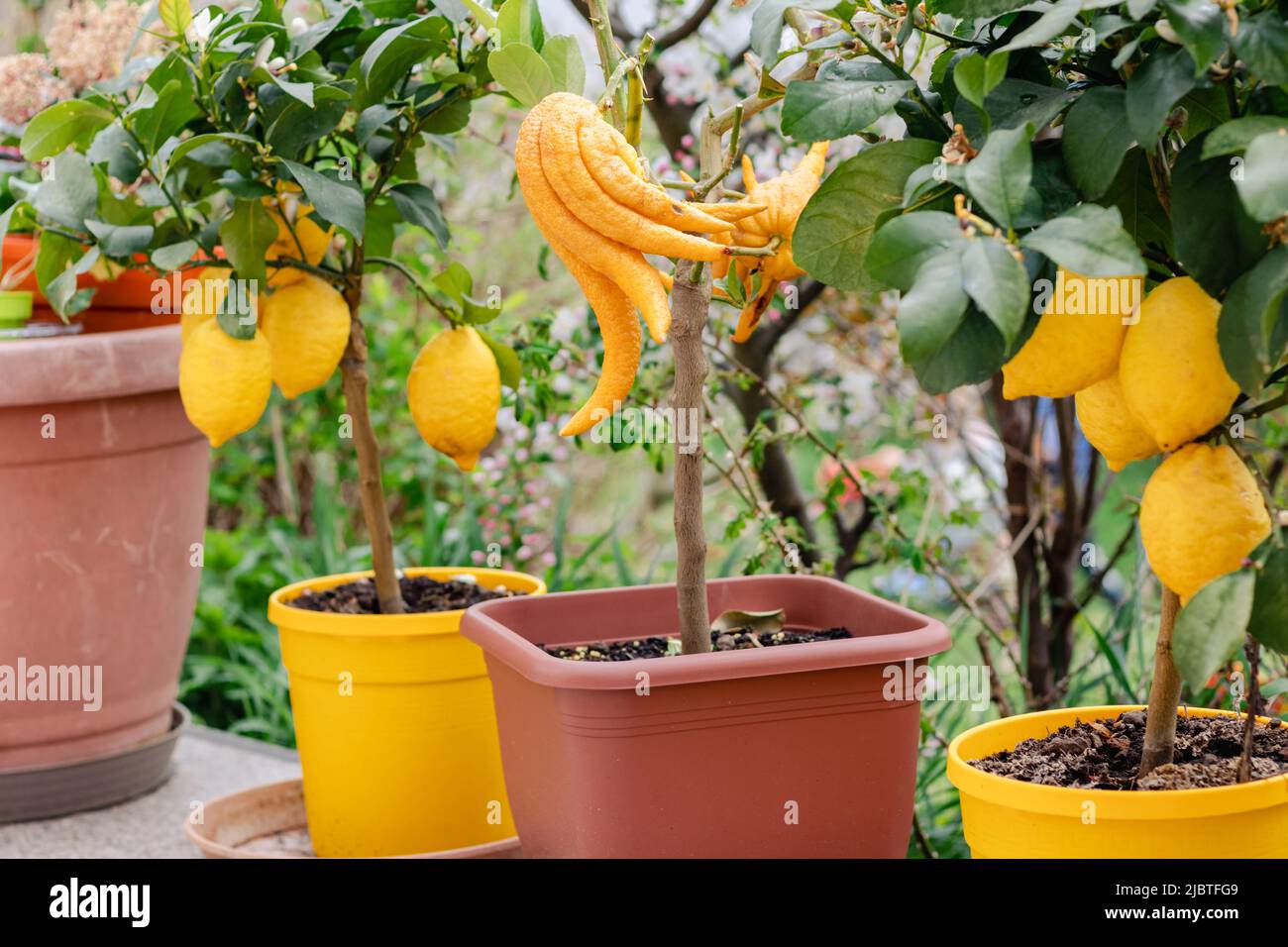 Citrus plants lemons and Buddha's hand grow in flower pots in the