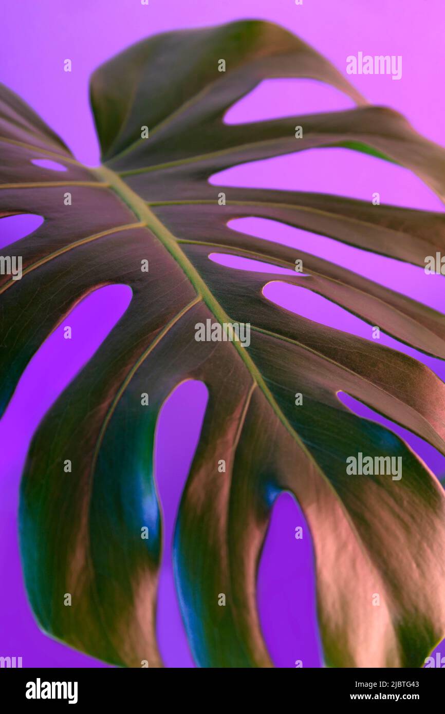 Green monstera leaf in pink purple neon glow Stock Photo Alamy