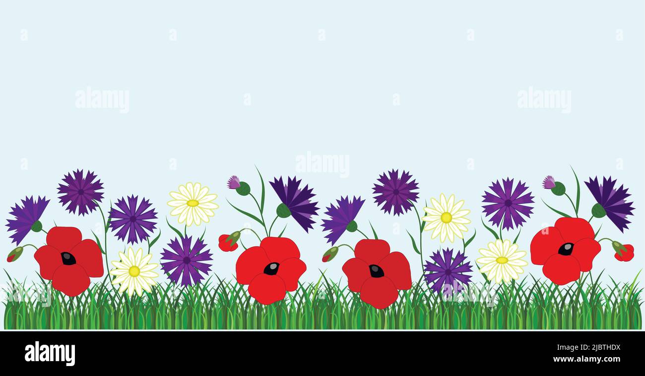Summer background pattern with flowers. Poppy, chamomile, cornflower, grass. Four seasons. Stock Vector