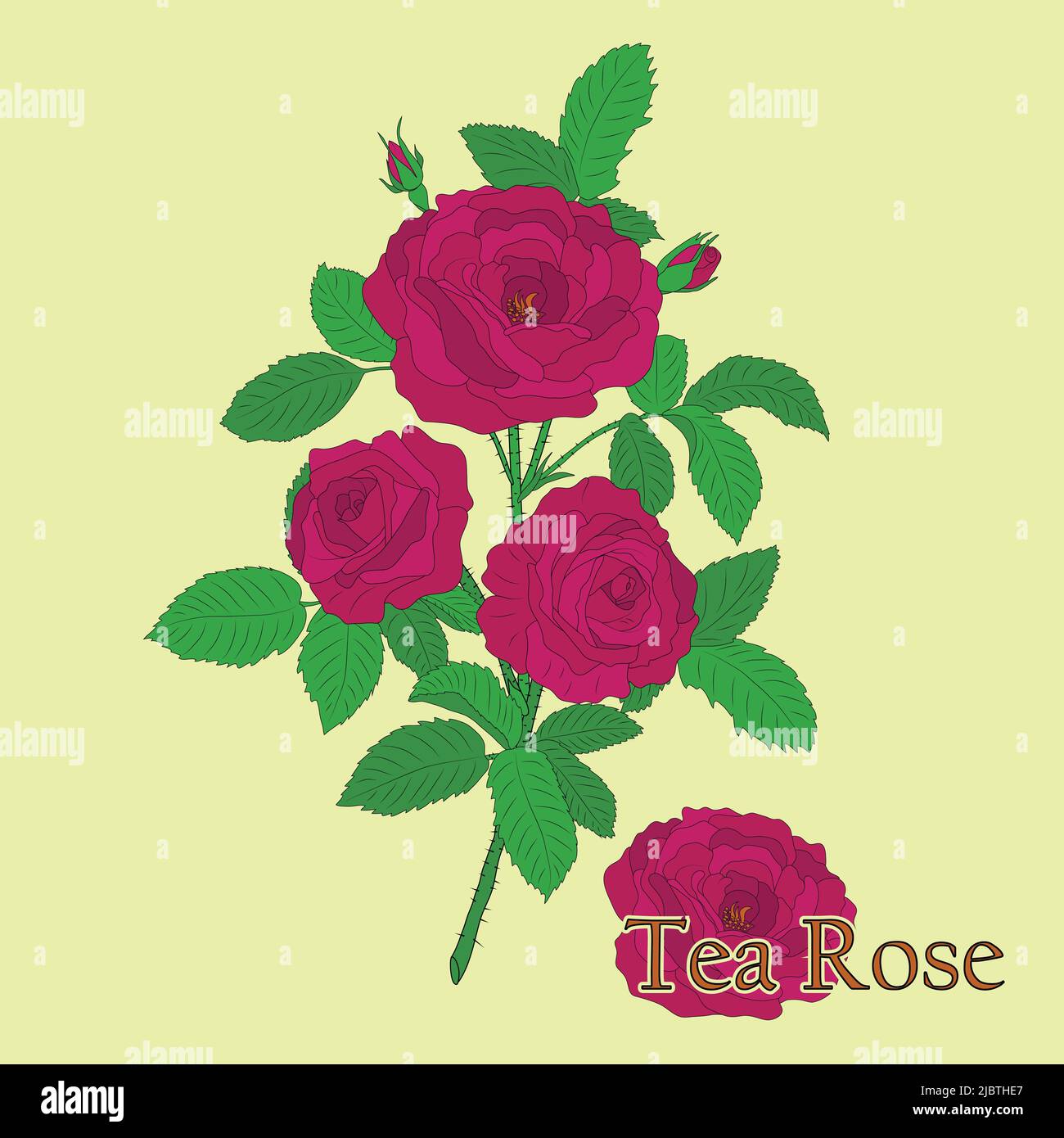 Decorative rose flower bouquets hi-res stock photography and images - Alamy