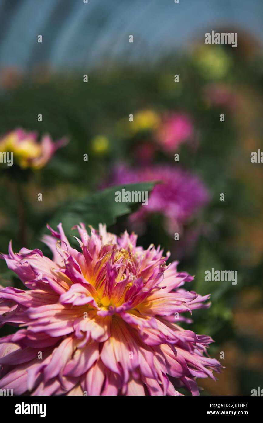 Flower Field on a farm, Quebec Stock Photo Alamy