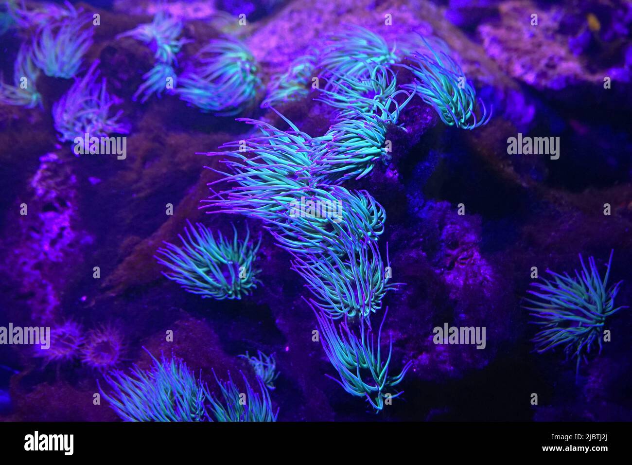Colourful coral underwater at an aquarium Stock Photo
