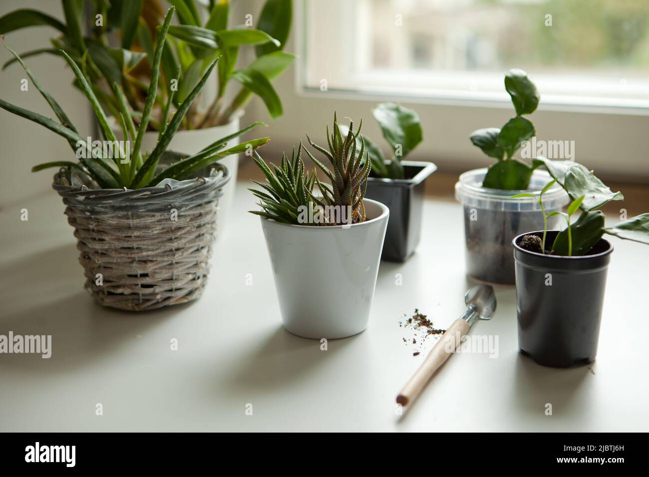 small homeplants at the window-cactus, succulents, aloe vera. potted plants on windowsill Stock Photo