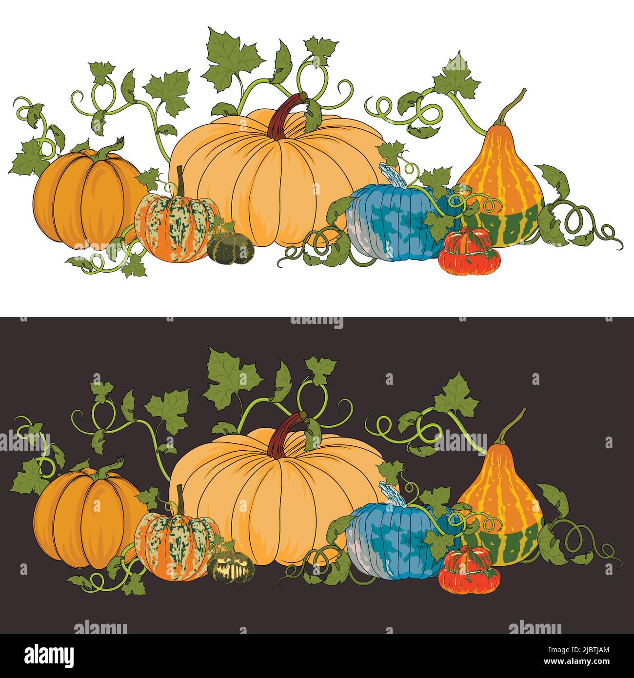 Two illustrations of pumpkins for Halloween and Thanksgiving Day on a white and dark colors. Background for fall fairs with varieties of pumpkin. Stock Vector