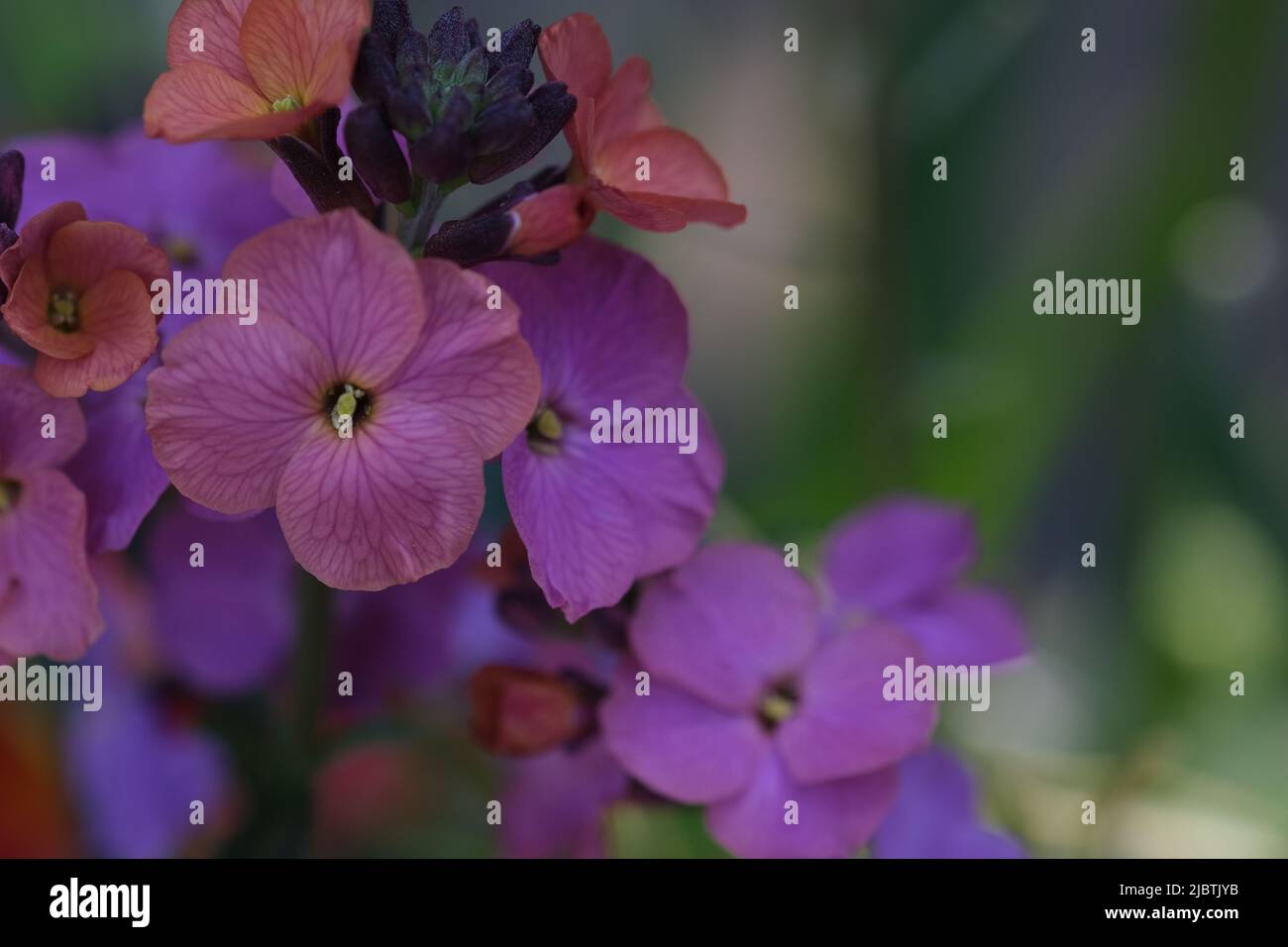 Erysimum cheiri Plant purple color close up, selective focus. Nature defocused background. Wildflowers wallpaper Stock Photo