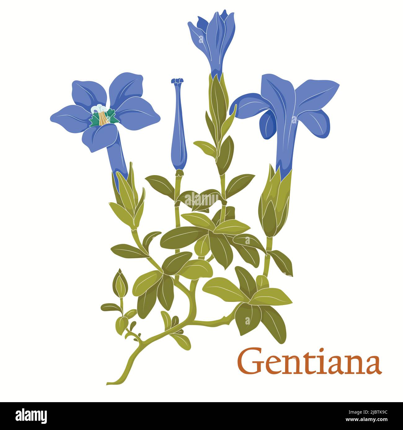 Gentiana tea. Illustration of a plant in a vector with flowers for use in the cooking of medicinal herbal tea. Without outlines. Stock Vector