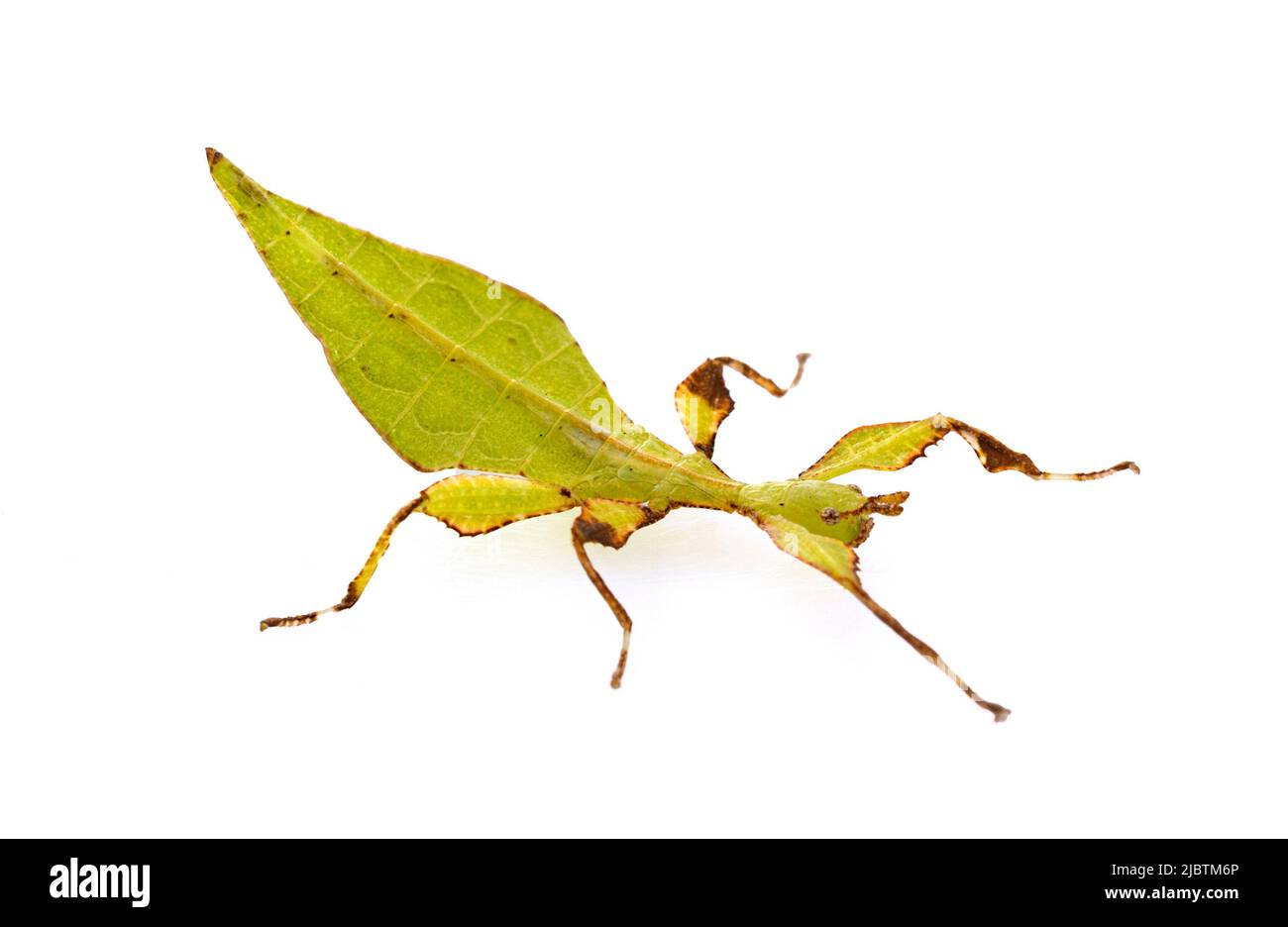 stick insect in front of white background Stock Photo - Alamy