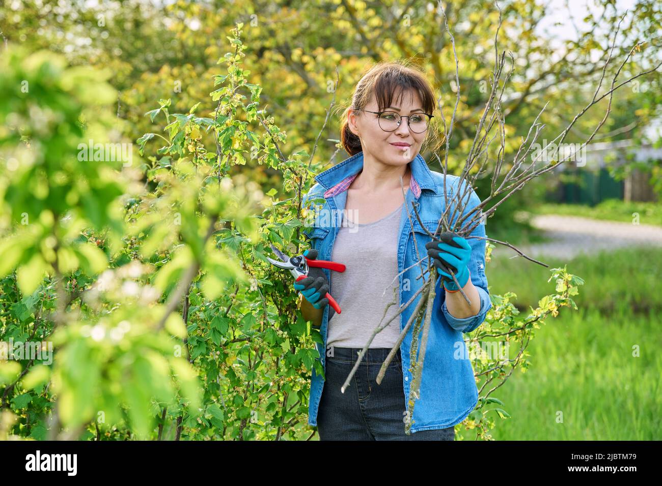 Gardener woman in gloves with pruner cuts off dry branches on blackcurrant bush Stock Photo