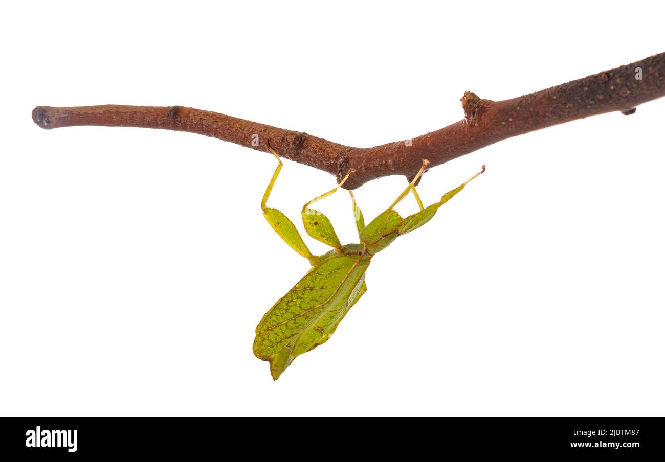 stick insect in front of white background Stock Photo - Alamy