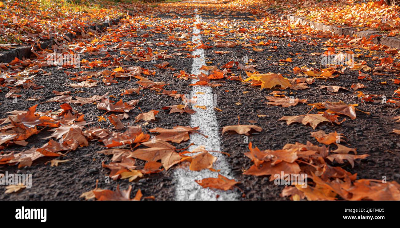 Yellow fallen leaves on the pavement Stock Photo - Alamy