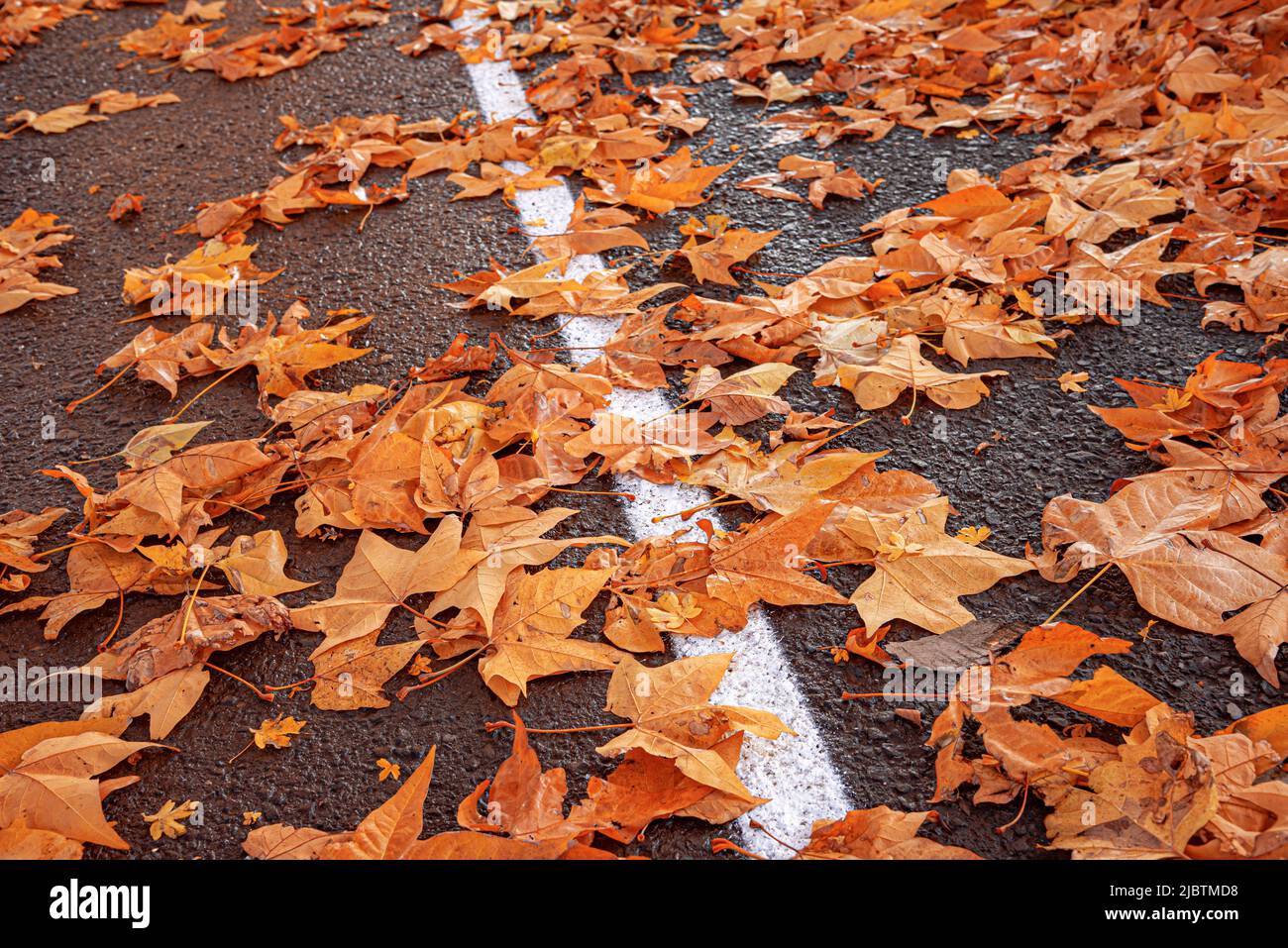 Yellow fallen leaves on the pavement Stock Photo - Alamy