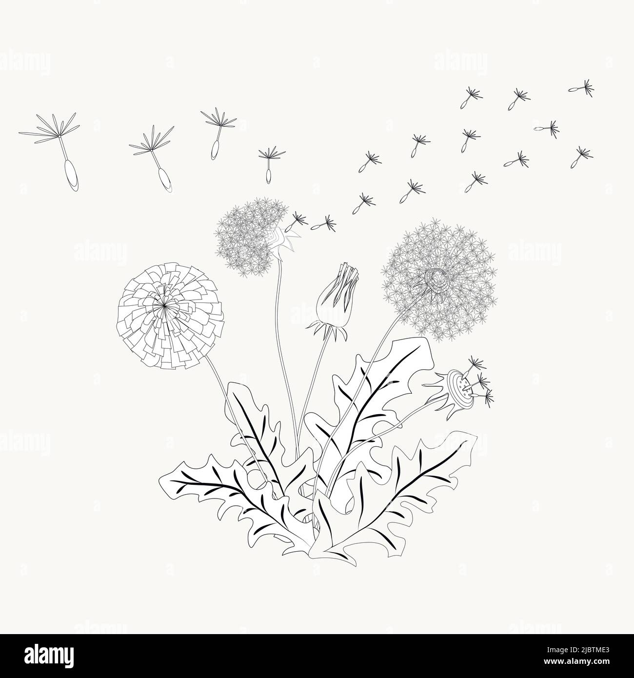 Dandelion contour vector illustration made in the artistic style for textiles, coloring book, decorations, herbal tea, medical. Stock Vector