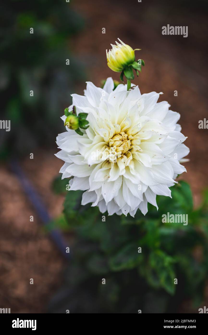 Flowers growing on a farm, Quebec Stock Photo Alamy