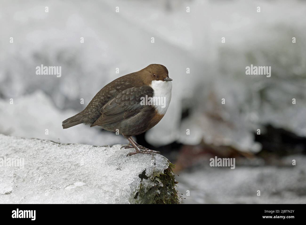 White-throated Dipper on icy edge of stream Stock Photo