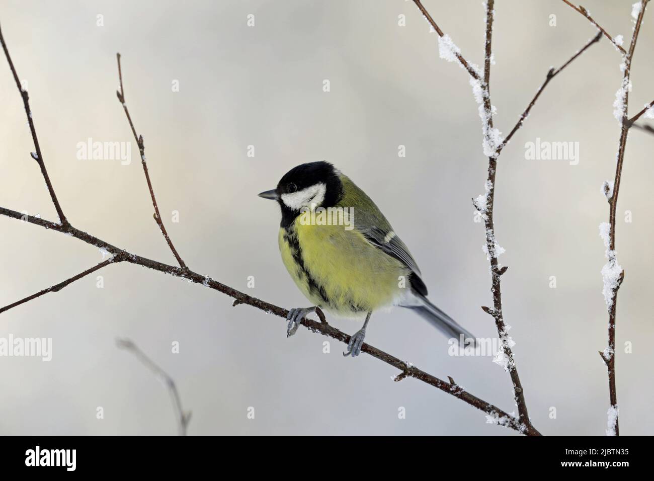 Great Tit in winter Stock Photo