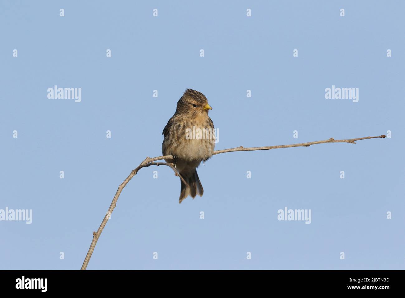 Twite in winter plumage Stock Photo