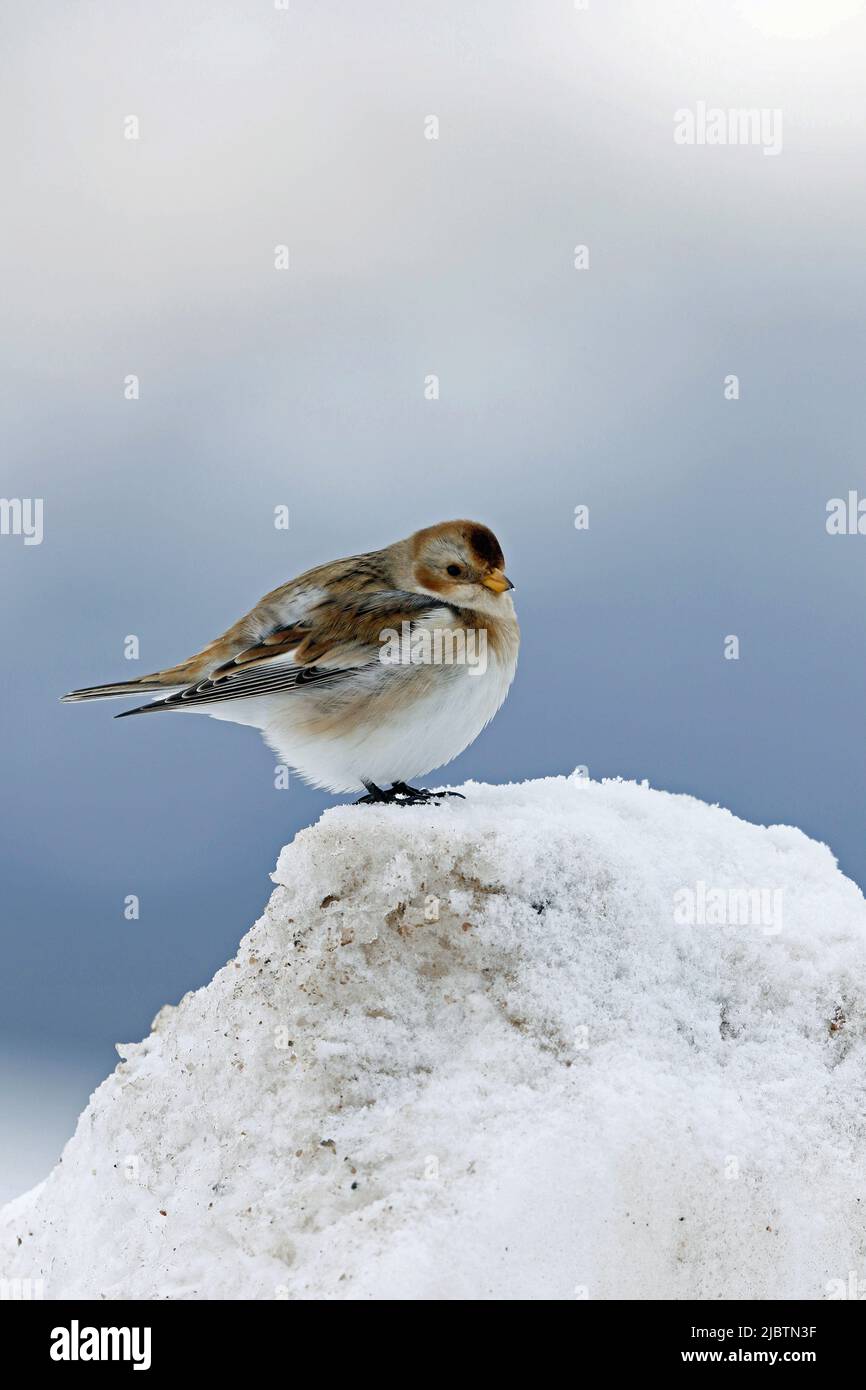 Snow Bunting on patch of snow. Stock Photo