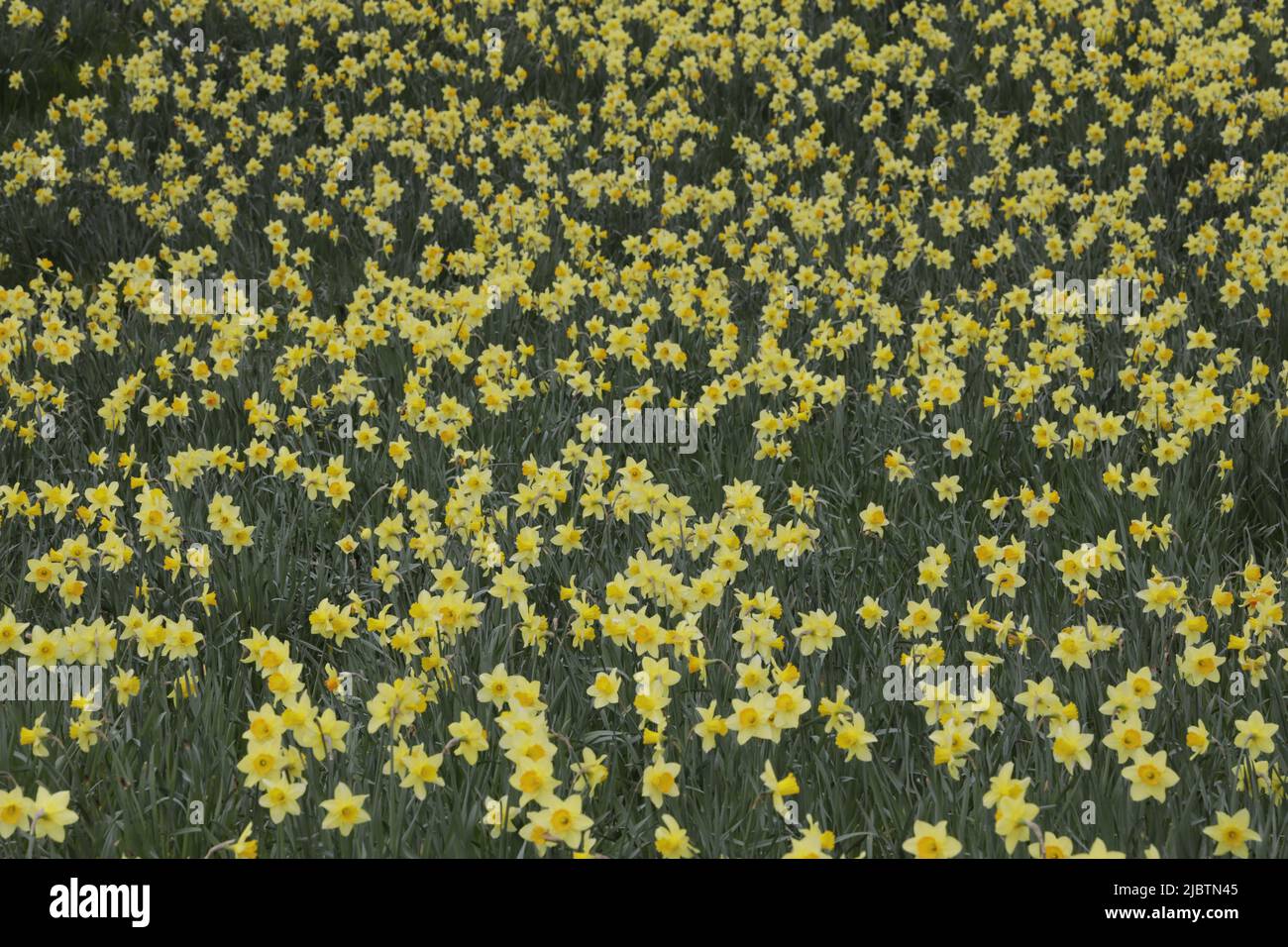 Drift of Daffodils Stock Photo