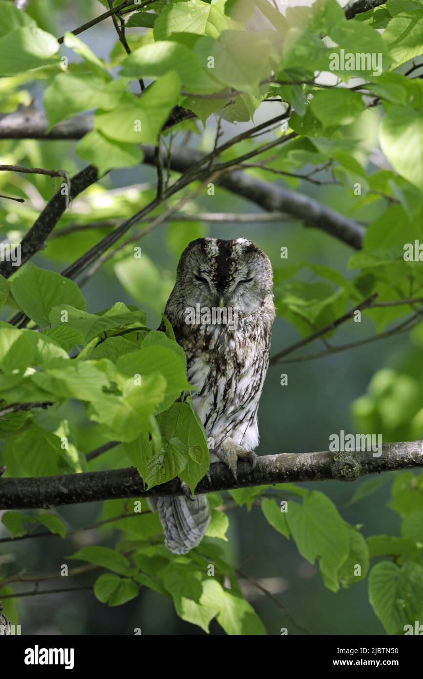 Tawny Owl roosting in dappled light during the day Stock Photo