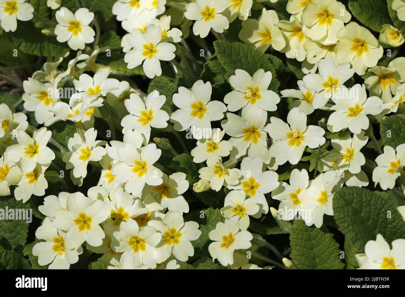 Wild primroses Stock Photo