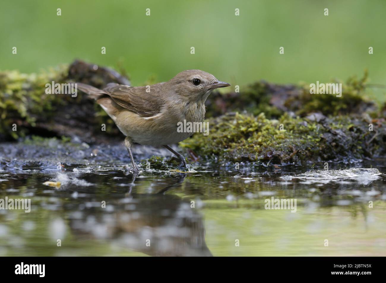 Garden Warbler coming to drink and bathe Stock Photo