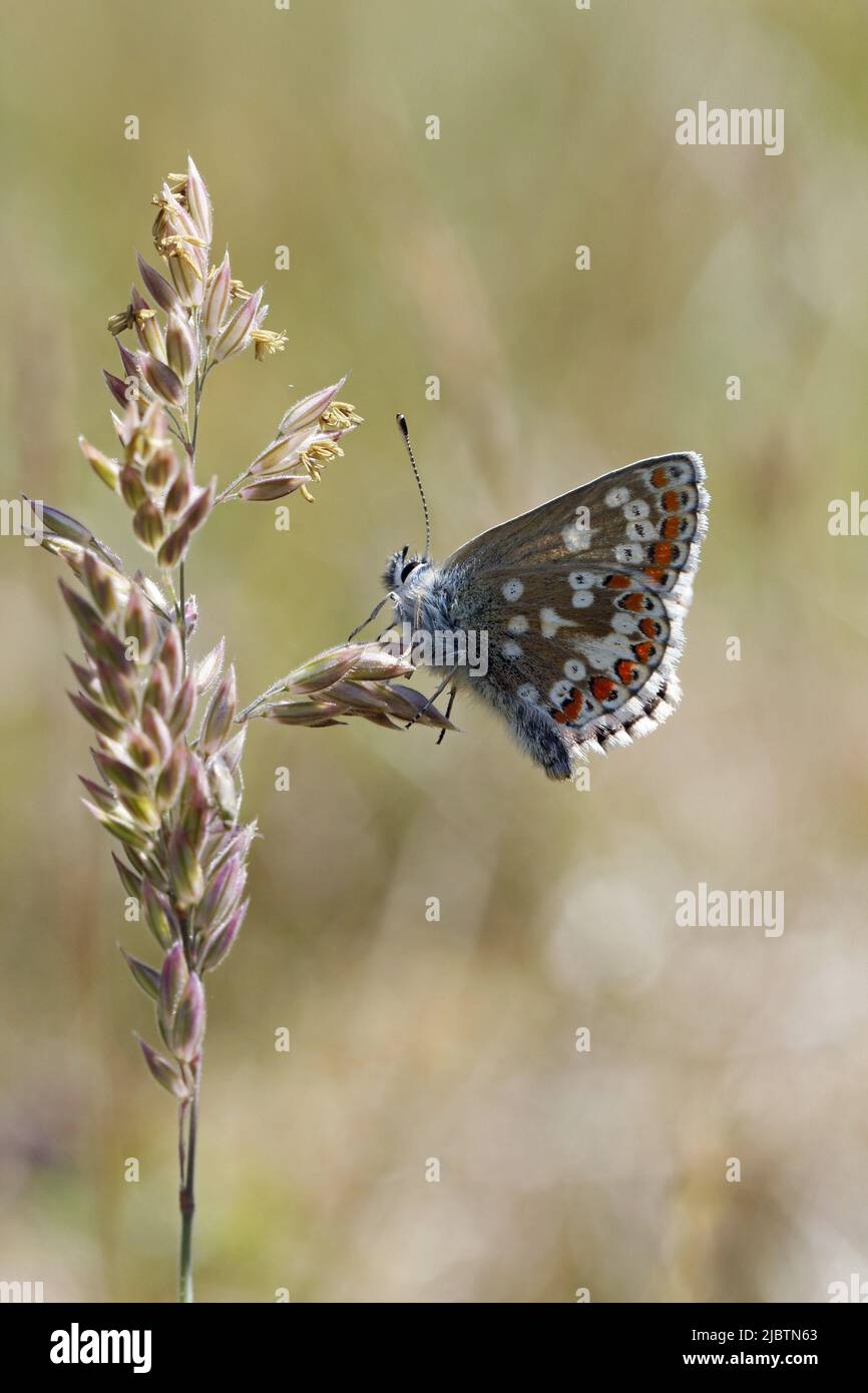 Female Northern Brown Argus on grass stem Stock Photo