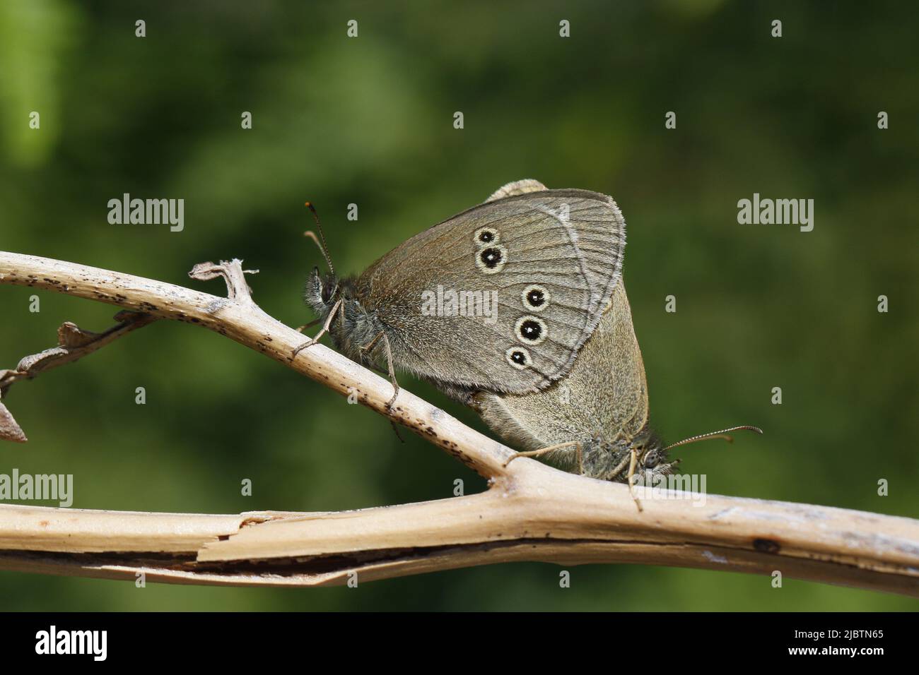 Ringlet Butterflies mating Stock Photo
