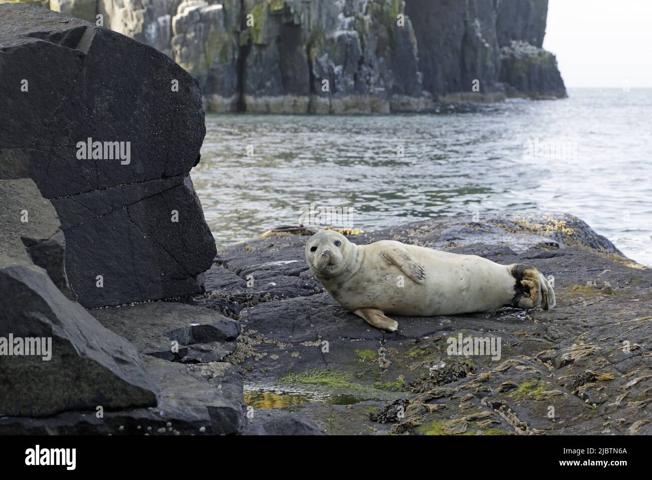 Young Grey seal relaxing Stock Photo