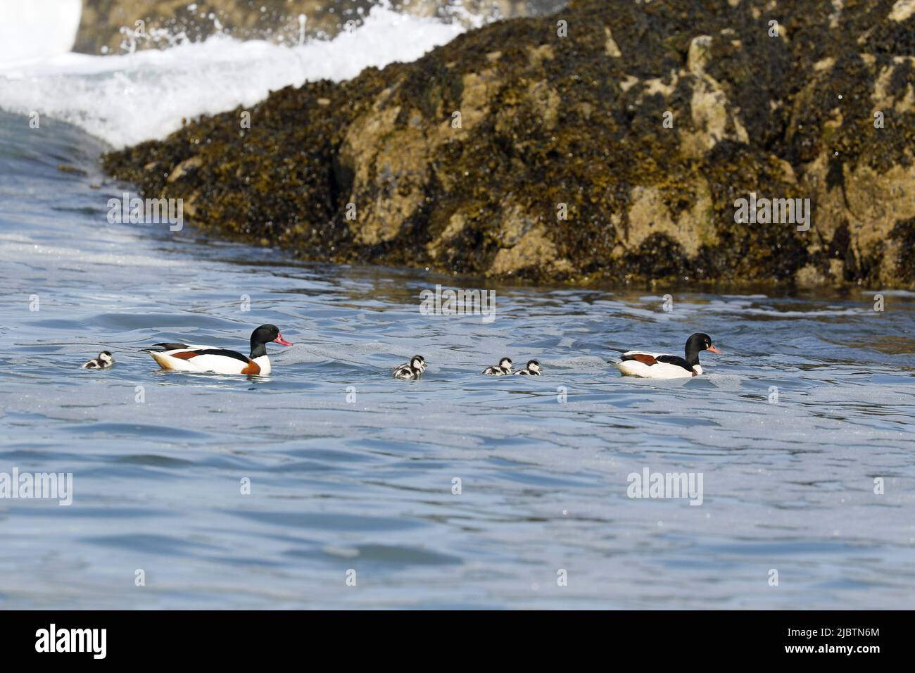 Common Shelduck, pair with ducklings Stock Photo