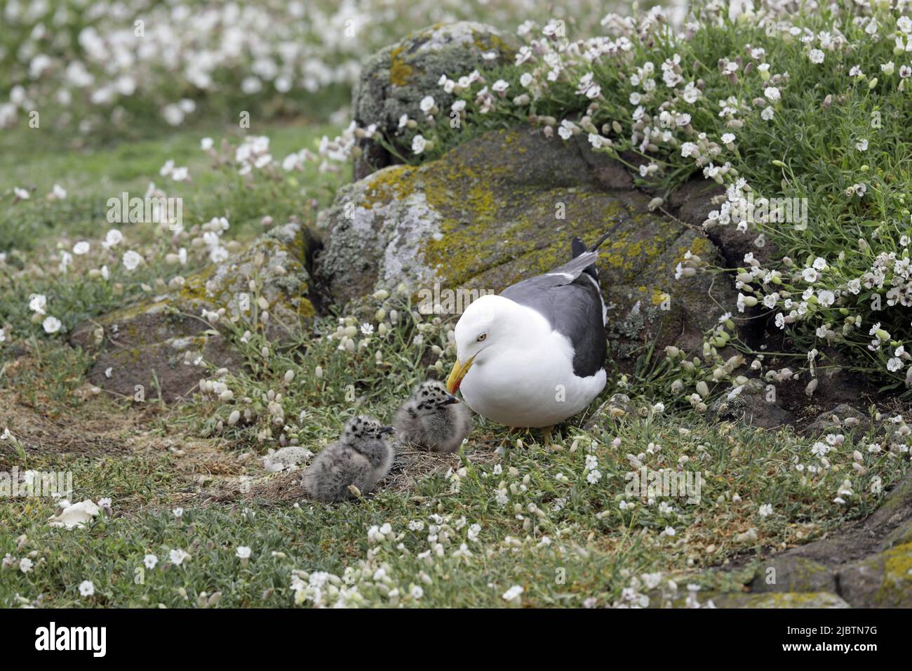 Lesser Black-backed Gull with chicks Stock Photo