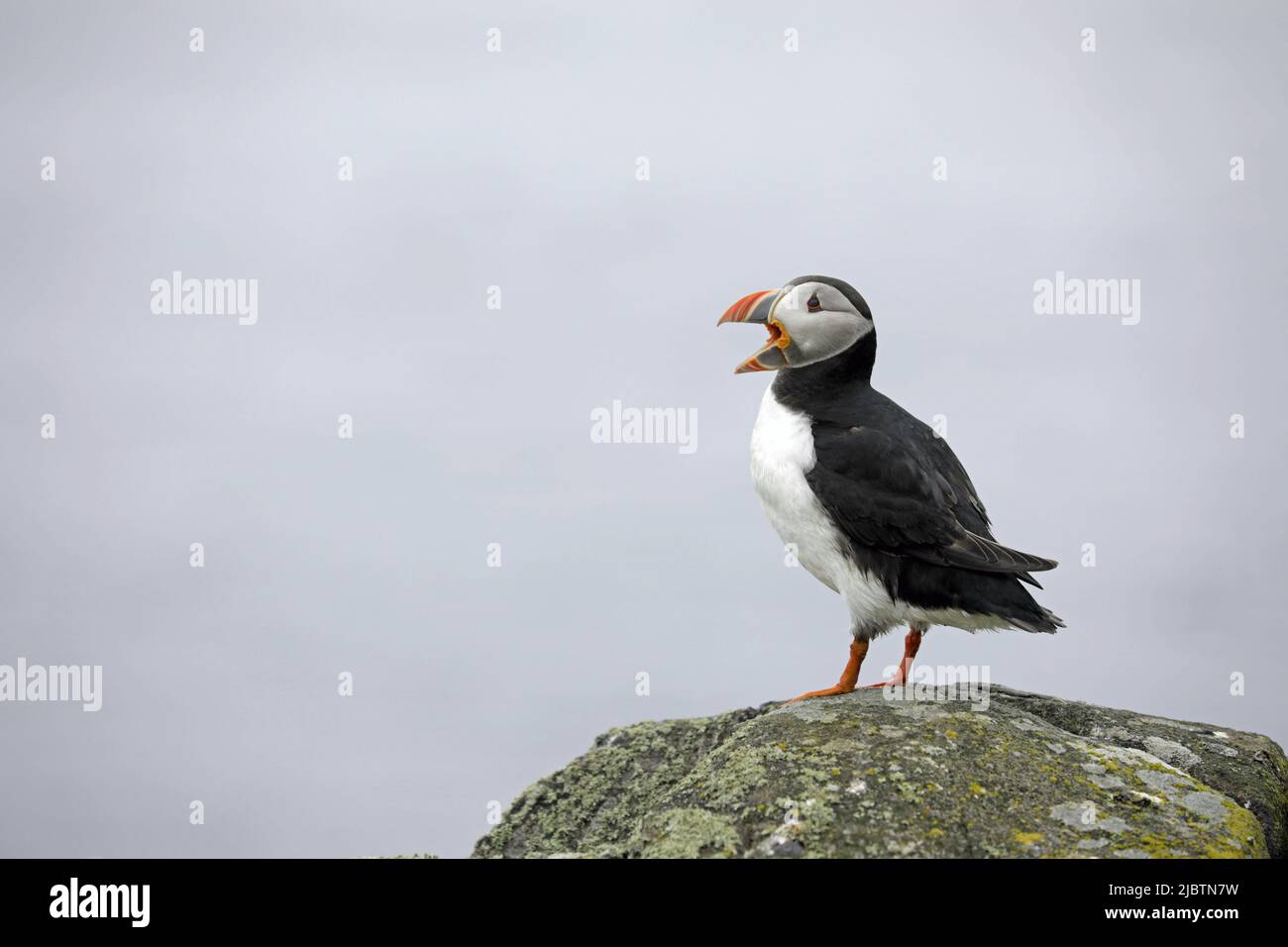 Puffin calling Stock Photo