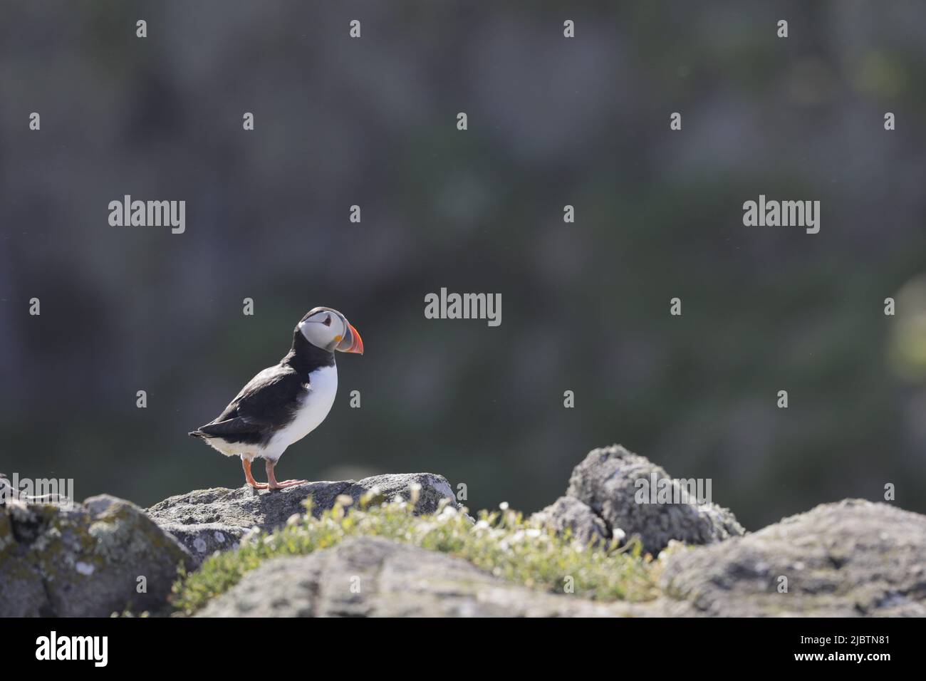 Puffin backlit Stock Photo