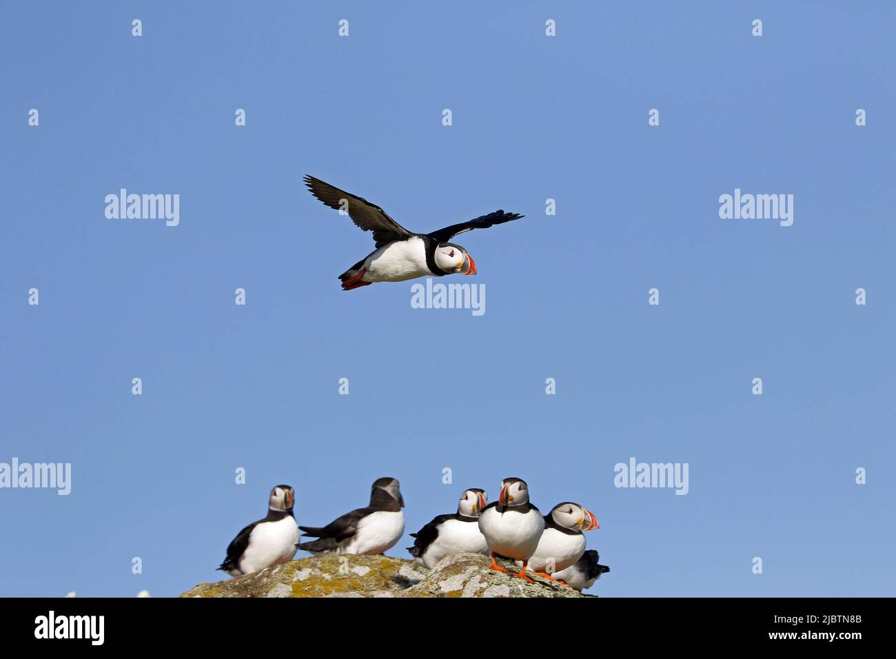 Puffin in flight Stock Photo
