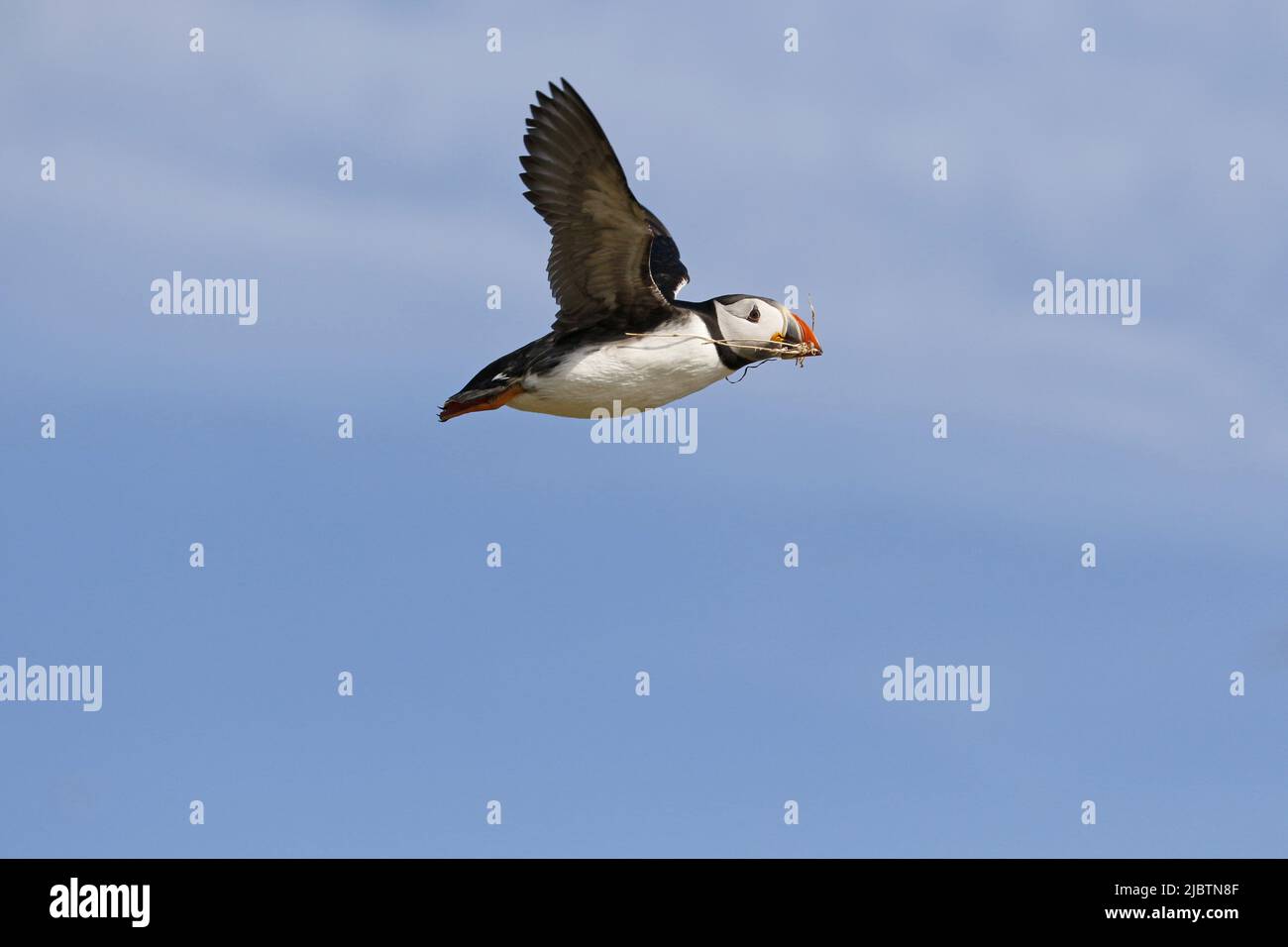 Puffin in flight carrying nesting material Stock Photo