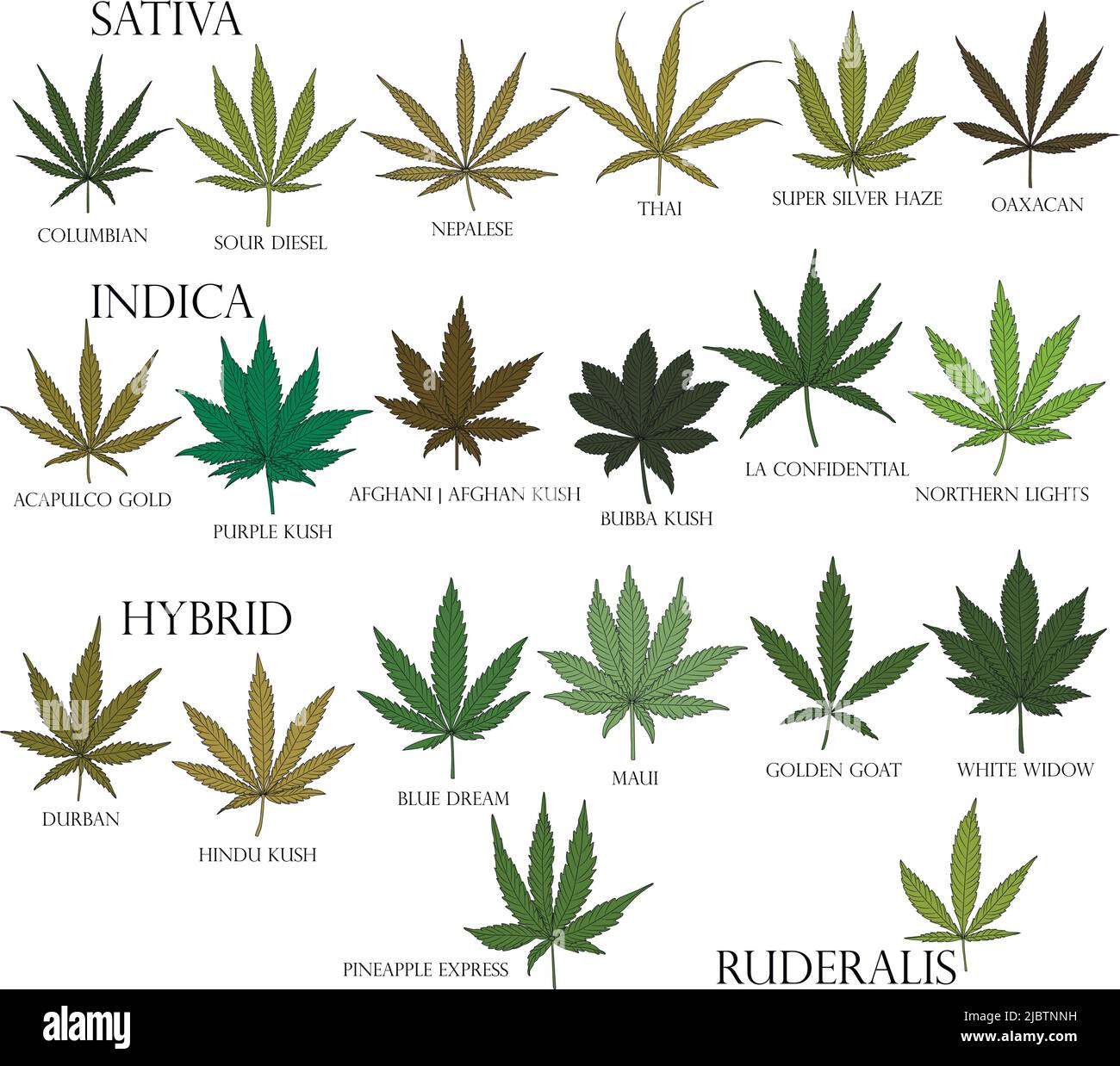 Types of weed. Sativa, Indica, Hybrid and Ruderalis cannabis leaves in black outline for use in medicine and cosmetology. Stock Vector