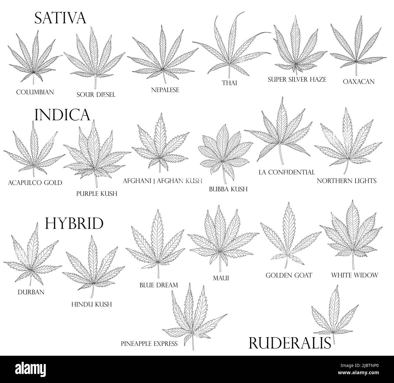 Types of weed. Sativa, Indica, Hybrid and Ruderalis cannabis leaves in black outline for use in medicine and cosmetology. Stock Vector