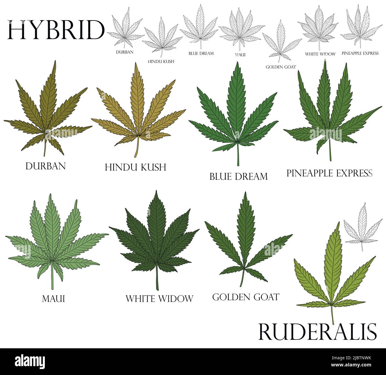 Types of weed. Illustration of differend  hybrid cannabis leaves in color and black outline for use in medicine and cosmetology. Ruderalis. Stock Vector