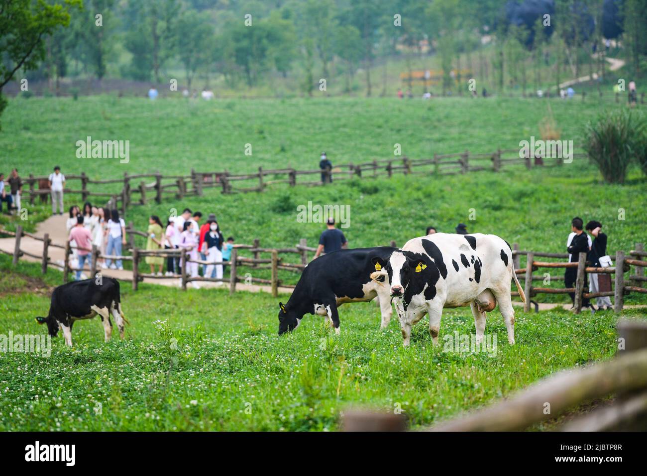 Chongqing. 5th June, 2022. Tourists visit Guangyang Isle in southwest China's Chongqing, June 5, 2022. Guangyang Isle, the largest island on the upper Yangtze River, is rich in natural resources. In recent years, a series of measures have been taken to restore the island's ecological environment, attracting tourists to its colorful fields. Credit: Wang Quanchao/Xinhua/Alamy Live News Stock Photo