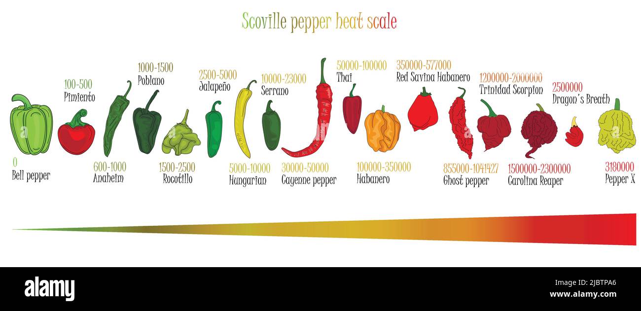 Scoville pepper heat scale. Pepper illustration from sweetest to very hot on color background. Stock Vector