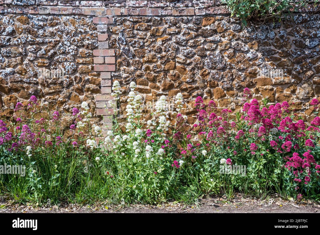 Red valerian, Centranthus ruber, & white valerian, Centranthus ruber Albus, growing at the base of a predominantly carstone wall in Norfolk. Stock Photo