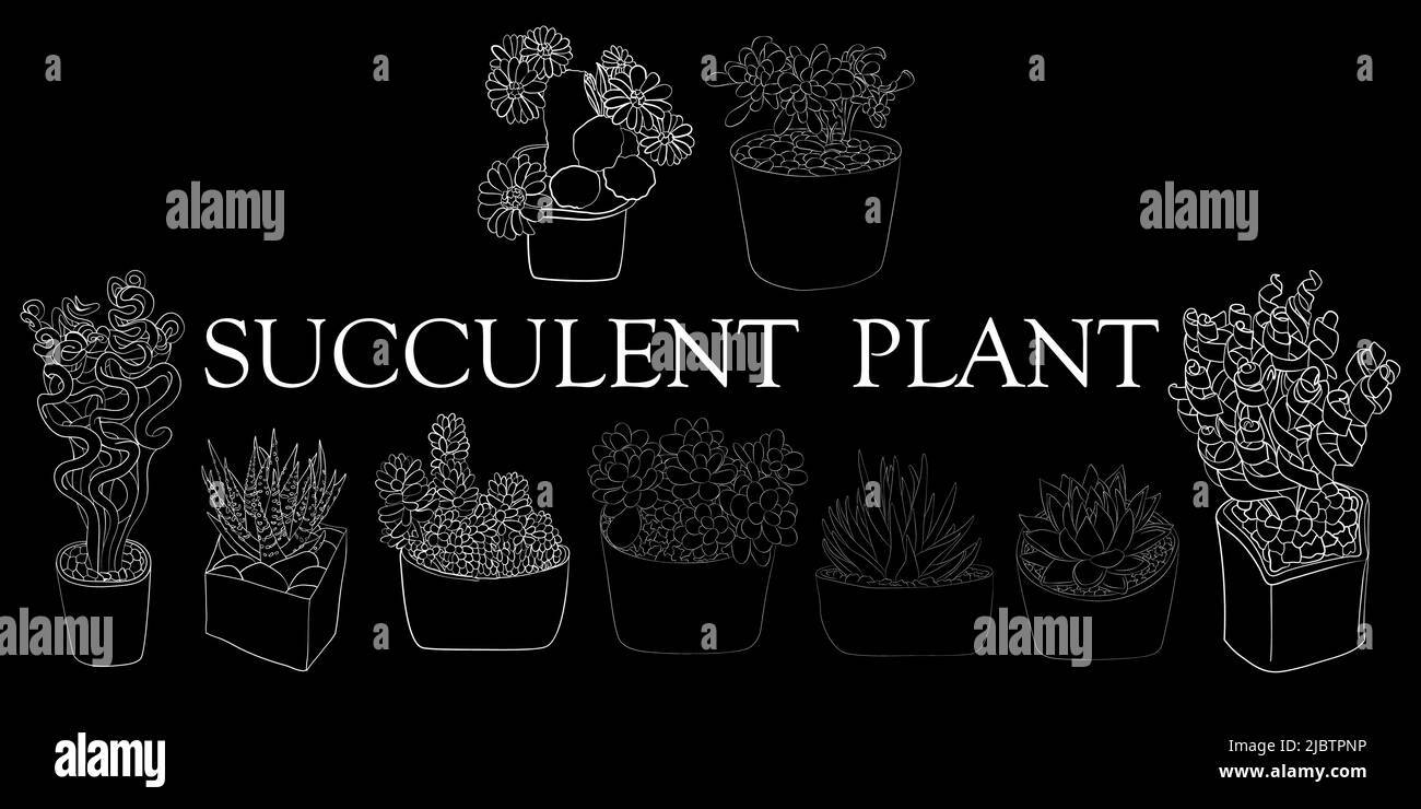 Succulent Plant Illustration Of Different Types Of Succulents Hand Drawn Plants Stock Vector 