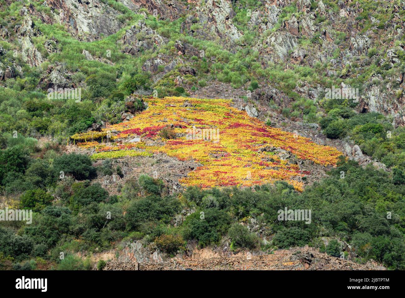 Curious bright autumn colored vineyard in the Ribeira Sacra de Sober between Lugo and Ourense in Galicia Stock Photo